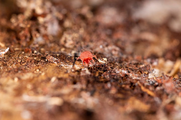 Close up macro image of Red velvet mite (Trombidium holosericeum) on a wood