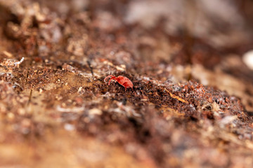 Close up macro image of Red velvet mite (Trombidium holosericeum) on a wood