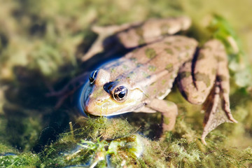Green marsh frog river coast background, camouflage dots amphibian Pelophylax ridibundus. Up view, selective focus, river plants background
