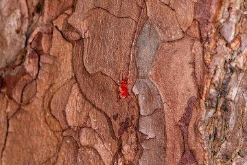Close up macro image of Red velvet mite (Trombidium holosericeum) on a wood