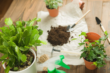 Concept of transplanting plants. Gardening rake and plants in pots on rumpled craft paper with copy space.  Taking care of home plants.  Schlumbergera cactus and ivy