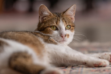 Jeune chat qui joue avec une souris et un tapis dans la maison
