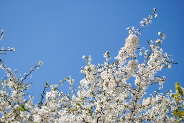 white flowers in spring