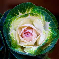 Ornamental Kale leaves as decoration.