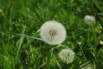dandelion in grass