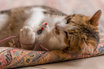 Jeune chat qui joue avec une souris et un tapis dans la maison