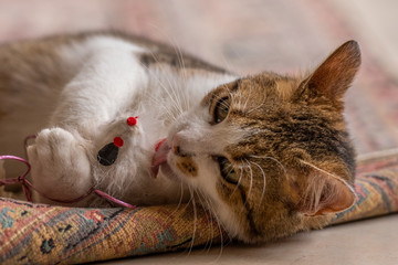 Naklejka na ściany i meble Jeune chat qui joue avec une souris et un tapis dans la maison