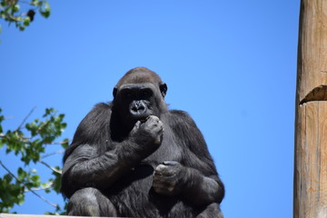 Obraz premium Gorilla