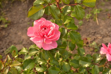The lilac-blue buds of a rosebush rose 