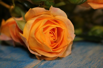   beautiful yellow roses lie on blue wooden boards 