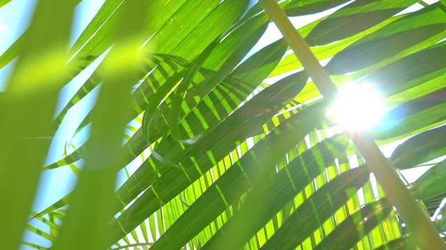 Sunshine through coconut palm leaves with lens flare effects and beautiful sky background 