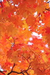 秋のイメージ・紅葉