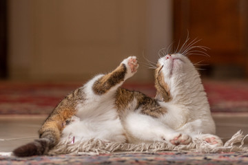 Jeune chat qui joue avec une souris et un tapis dans la maison