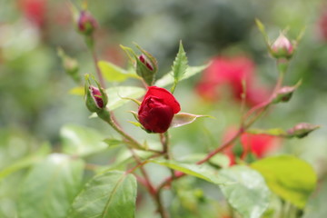 schöne rote aufbühende  Rosenknospe im sonnigen Garten