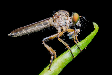 An extreme macro shot of a robber fly as it eats the insect.