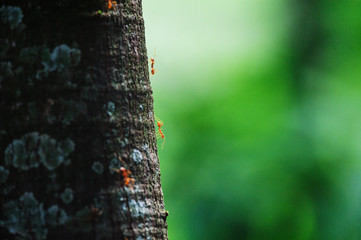 red ants climb on the tree