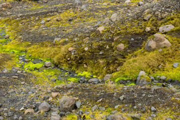 Bright green moss in Iceland