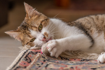Jeune chat qui joue avec une souris et un tapis dans la maison