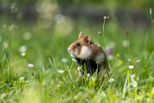 Ein Hamster mit aufrechter Haltung in einer Blumenwiese nach links schauend