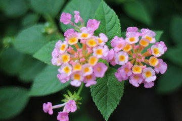 Obraz premium flower in the garden