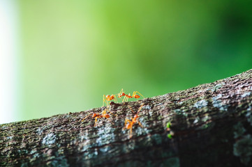red ants climb on the tree