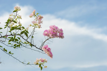 Pastel blooming bougainvilleas over winter blue sky.