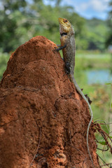 Sri Lanka iguana