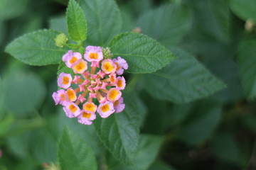 flower in the garden