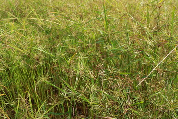 green grass in the wind