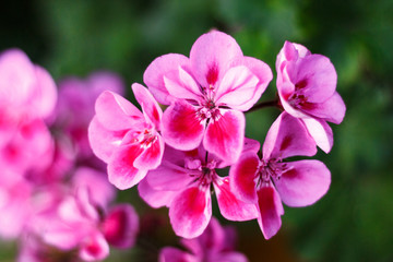 Verbena flowers beautiful fresh bright closeup as background
