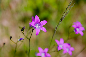 fioletowe kwiatki