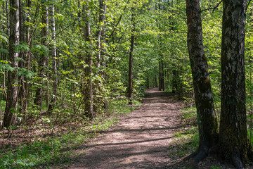 Тропинка в весеннем лесу.