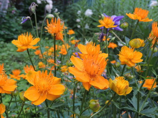 Fototapeta premium yellow flowers in the garden