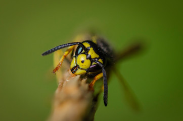 Portrait einer Wespe