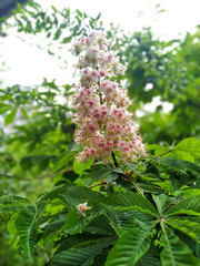 chestnut flower
