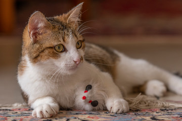 Jeune chat qui joue avec une souris et un tapis dans la maison