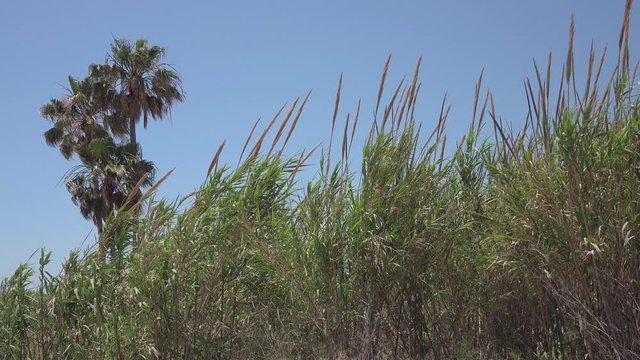 Giant reed (arundo donax) and green cane sway in the wind with some palm trees and a blue sky in the background.