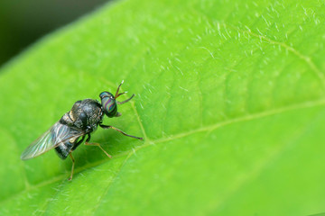 Cute little beetle on leaf