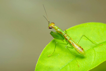 Mantis