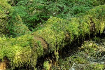 森の中の倒木を苔が覆っている風景