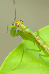 Mantis