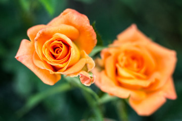 Orange Rose closeup on natural green background