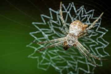 Spider on beautiful spider web