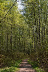 Тропинка в весеннем лесу.