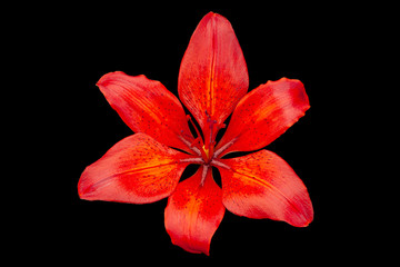 Red lilly flower head