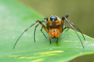 Jumping Spider