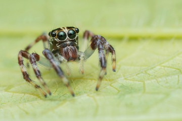 Jumping Spider