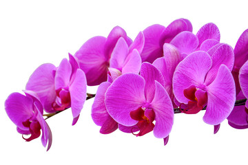 Fototapeta na wymiar close up of purple orchids, beautiful Phalaenopsis streaked orchid flowers isolated on white background, clipping path (selective focus)
