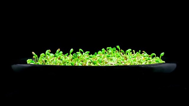 Timelapse of microgreens red clover Trifolium Pratense seeds sprouting and growing in a black bowl on black background side view