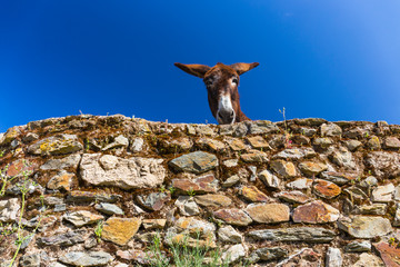 DONKEY OR ASS (Equus africanus asinus), Granadilla, Ambroz Valley, Cáceres, Extremadura, Spain,...